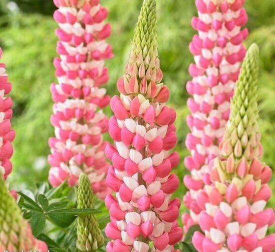 Lupinus x hybridus Rachel de Thame- lupīna