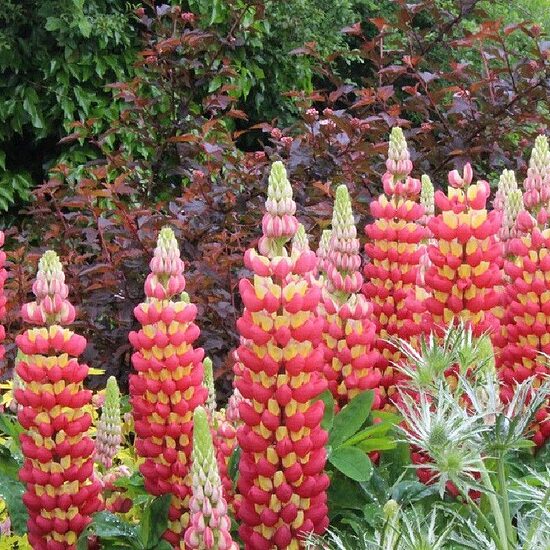Lupinus x hybridus Tequila Flame- lupīna