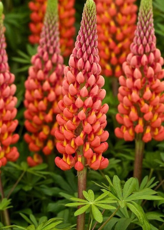 Lupinus x hybridus Towering Inferno- lupīna