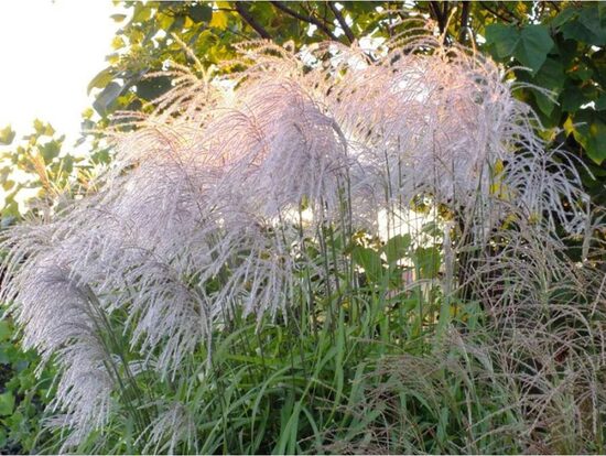 Miscanthus sinensis Memory- Ķīnas miskante