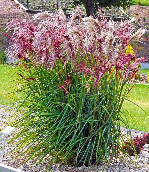Miscanthus sinensis Boucle- Ķīnas miskante
