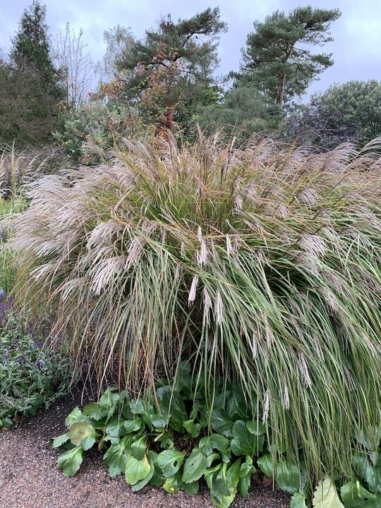 Miscanthus sinensis Dronning Ingrid- Ķīnas miskante