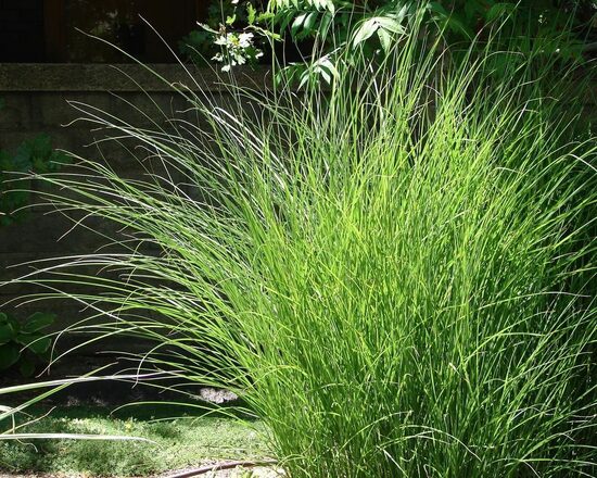 Miscanthus sinensis Gracillimus- Ķīnas miskante
