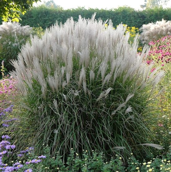 Miscanthus sinensis Kleine Silberspinne- Ķīnas miskante