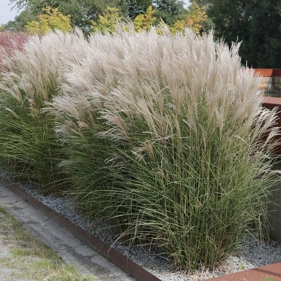 Miscanthus sinensis Silberspinne- Ķīnas miskante