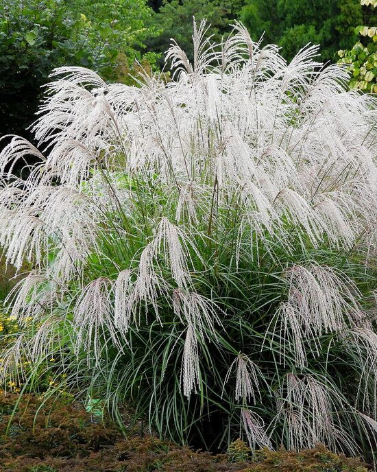 Miscanthus sinensis Silver Charm- Ķīnas miskante