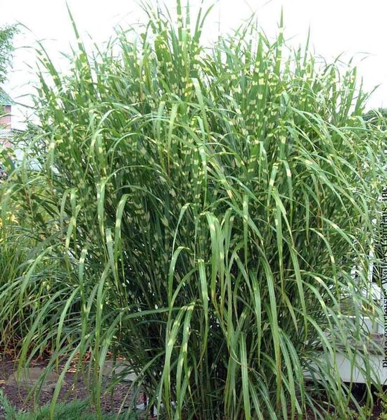 Miscanthus sinensis Strictus- Ķīnas miskante