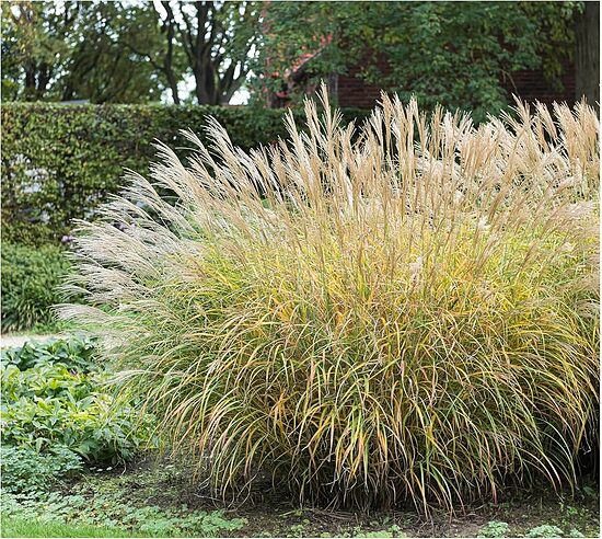 Miscanthus sinensis Yaku Jima- miskante