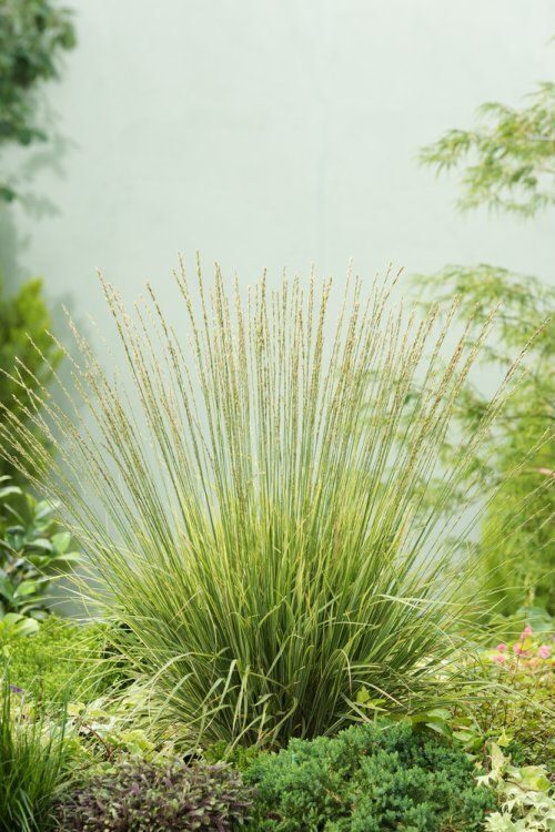 Molinia caerulea Carmarthen- zilganā molīnija