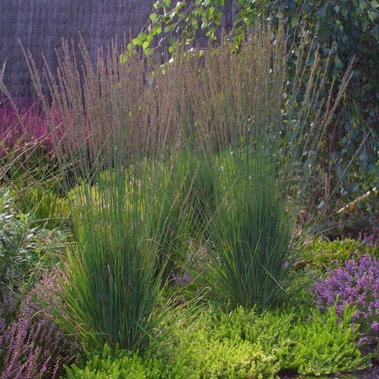 Molinia caerulea Moorhexe- zilganā molīnija