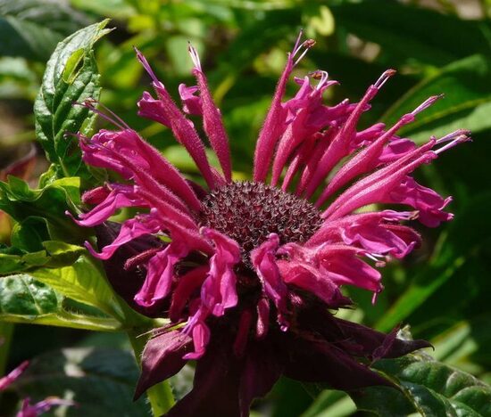 Monarda Kardinal- monarda