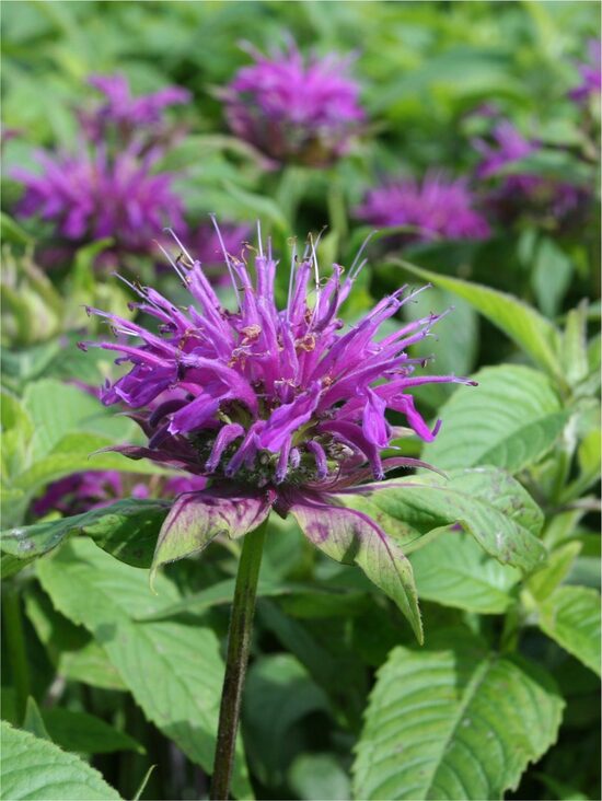 Monarda hybrida Prärienacht- monarda