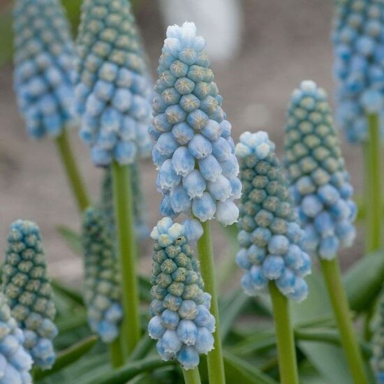 Muscari Peppermint
