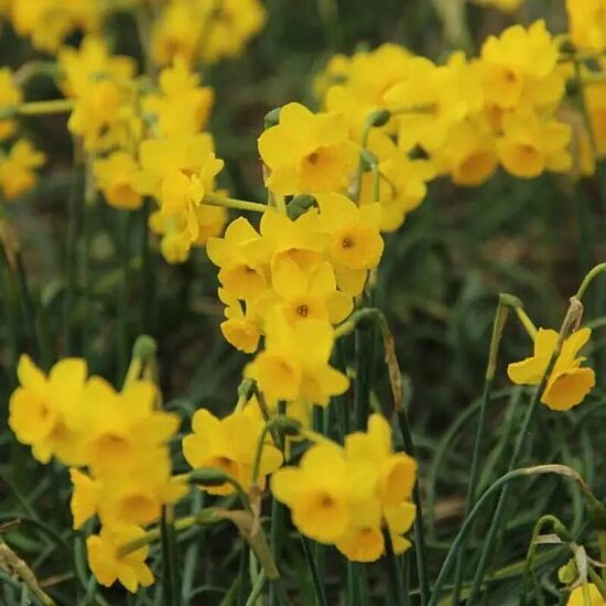 Narcissus More and More- narcises (iep.5 gab)
