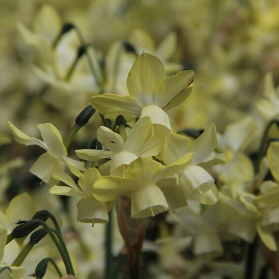 Narcissus 'Moonlight Sensation'- narcises (iep.5 gab)