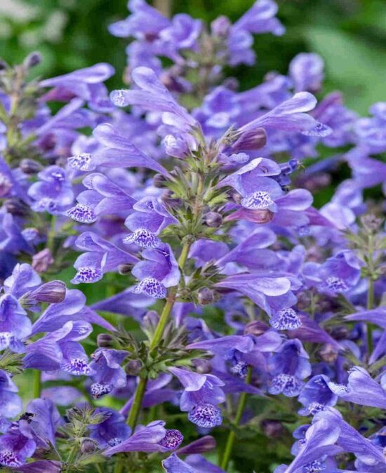 Nepeta Blue Planet- kaķumētra