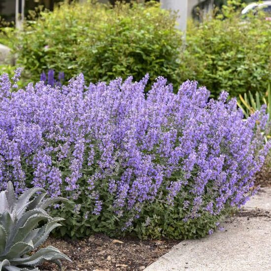Nepeta faassenii Cat's Meow- kaķumētra