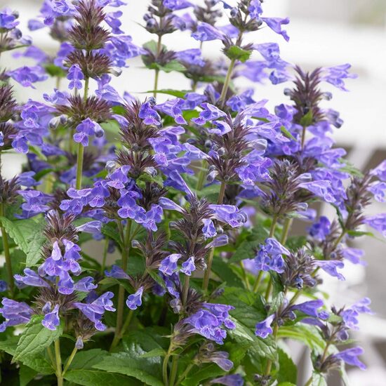 Nepeta kubanica Neptune- kaķumētra
