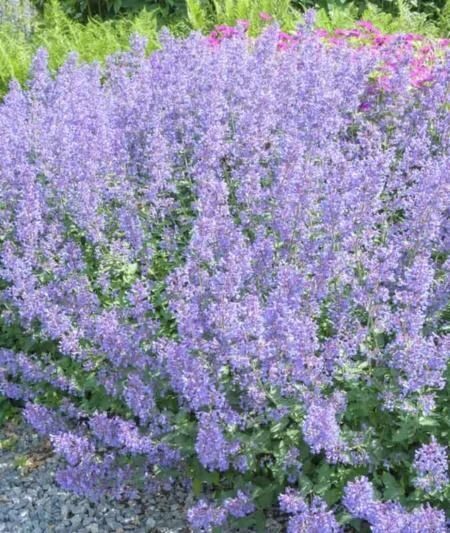 Nepeta x faassenii Junior Walker- kaķumētra