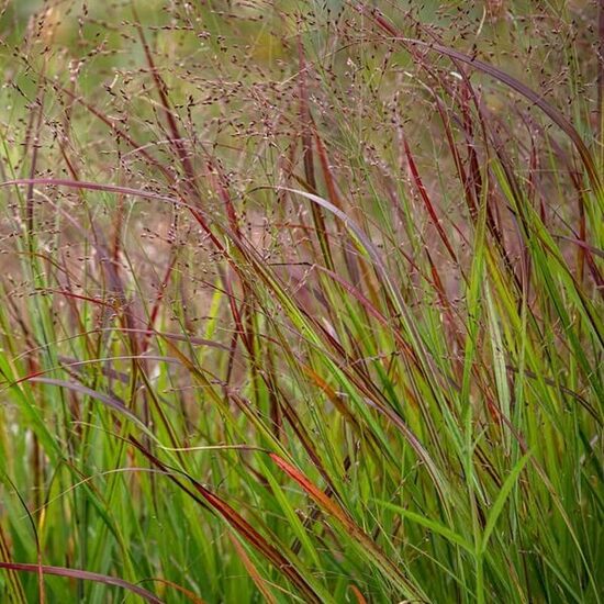 Panicum virgatum Squaw- īstā sāre