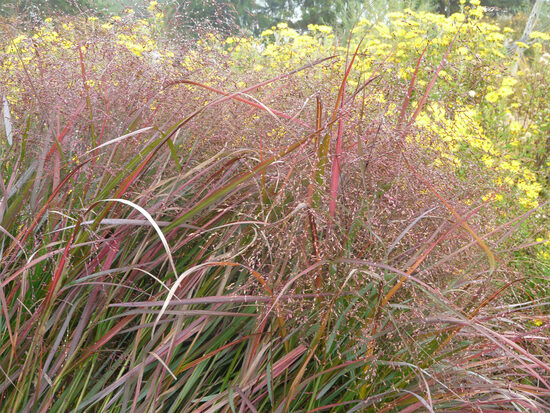 Panicum virgatum Squaw Select- īstā sāre