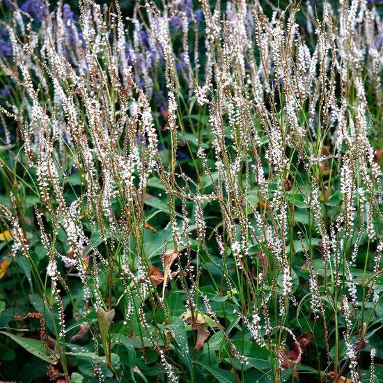 Persiaria amplexicaulis White Eastfield- svečveida sūrene