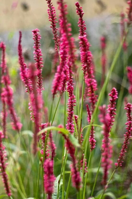 Persicaria amplexicaulis Lisan- svečveida sūrene