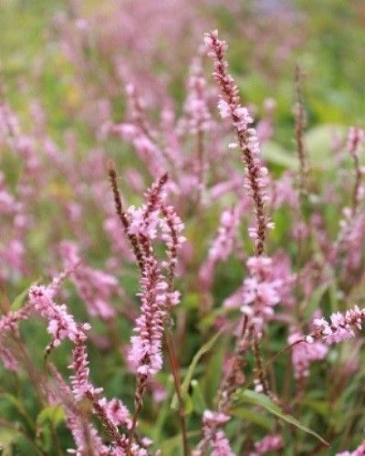 Persicaria amplexicaulis Pink Elephant- svečveida sūrene
