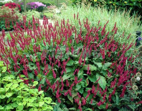 Persicaria amplexicaulis Speciosa- svečveida sūrene