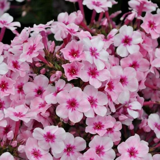 Phlox paniculata Early Pink- skarainais floksis