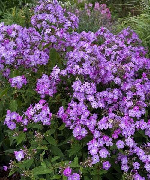 Phlox paniculata JS Queen Paola- skarainais floksis