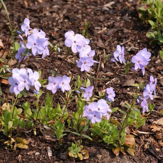 Phlox stolonifera Purple- stīgojošais floksis