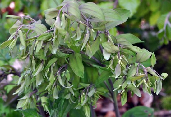 Polygonatum multiflorum Ramosissima- mugurene