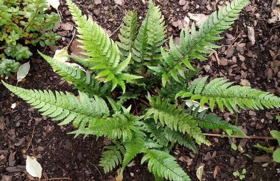 Polystichum biaristatum- paparde