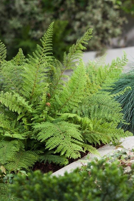 Polystichum setiferum Herrenhausen- paparde