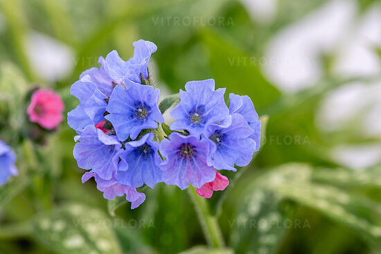 Pulmonaria Mona Blue- lakacis