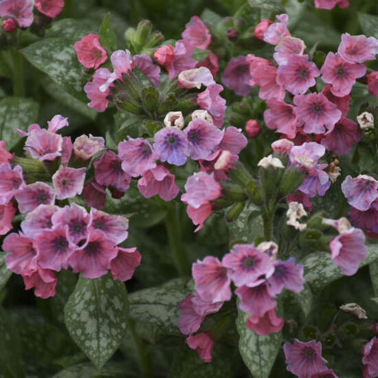 Pulmonaria Pretty in Pink- lakacis
