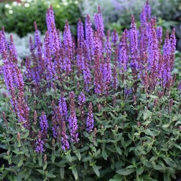 Salvia nemorosa Caramia- birztalu salvija