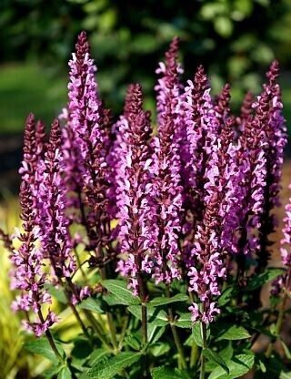 Salvia nemorosa Midnight Rose- birztalu salvija