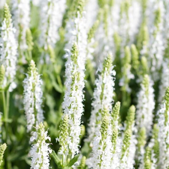 Salvia nemorosa Salute White- birztalu salvija