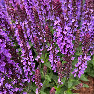 Salvia nemorosa Salute Lavender- birztalu salvija