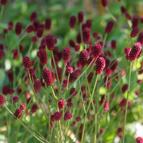 Sanguisorba officinalis Tanna- brūnvālīte