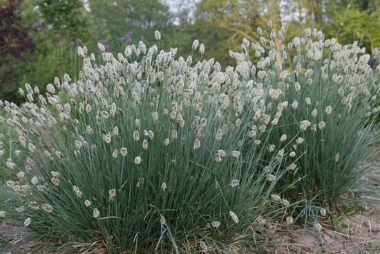 Sesleria nitida- spožā seslērija
