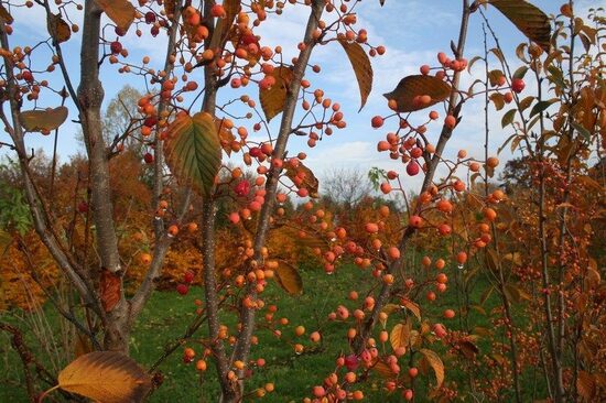 Sorbus alnifolia Red Bird- alkšņlapu pīlādzis