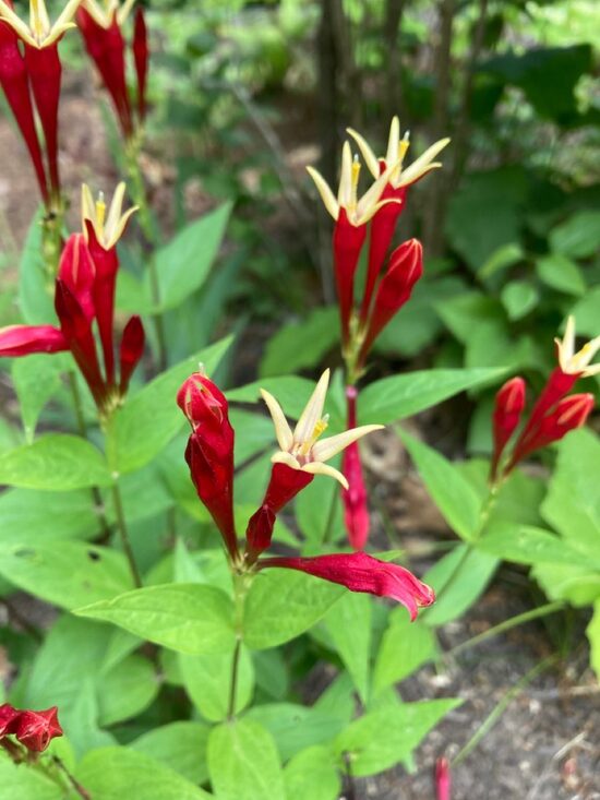 Spigelia marilandica Little Redhead- spigēlija