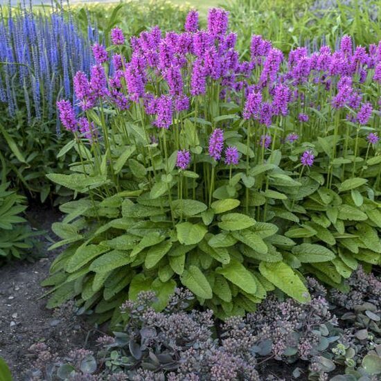Stachys monieri Hummelo- sārmene