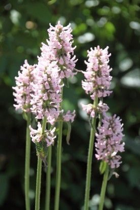 Stachys monieri Rosea- sārmene