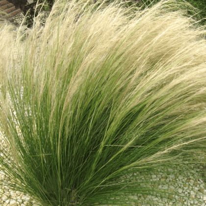 Stipa tenuissima Angel Hair-  stepju līga