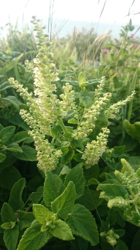 Teucrium scorodonia