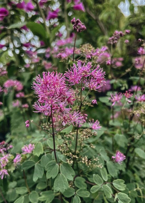 Thalictrum aquilegifolium Thundercloud- ozolīšu saulkrēsliņš